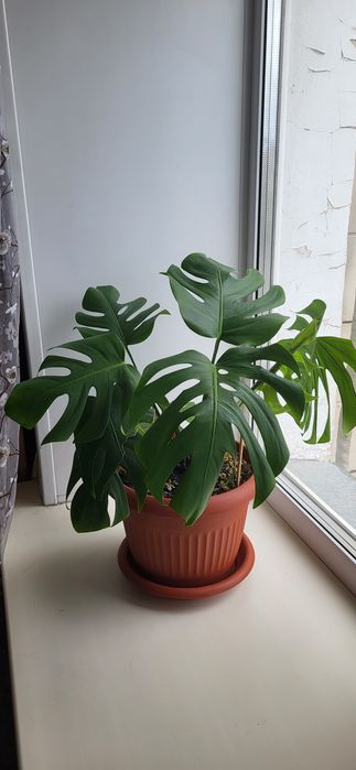 Цветы домашние небольшие