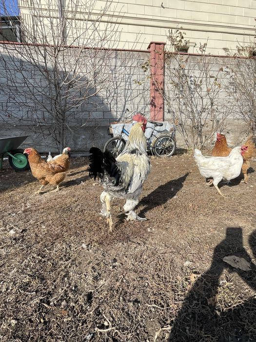 Продается 4 белых несушек и белый петух