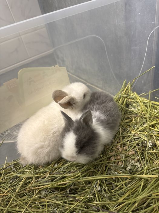 Продам декоративных кроликов