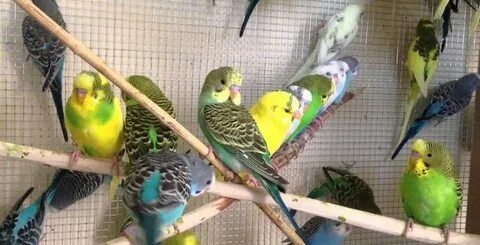 Попугай волнистые по 4000 один выбор большой