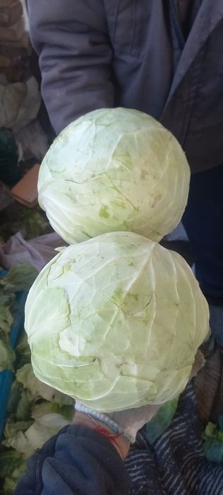 Продам капусту белокочанная