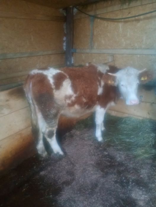 Vînd o vițea, cu acte în regulă, mai multe detalii la telefon.