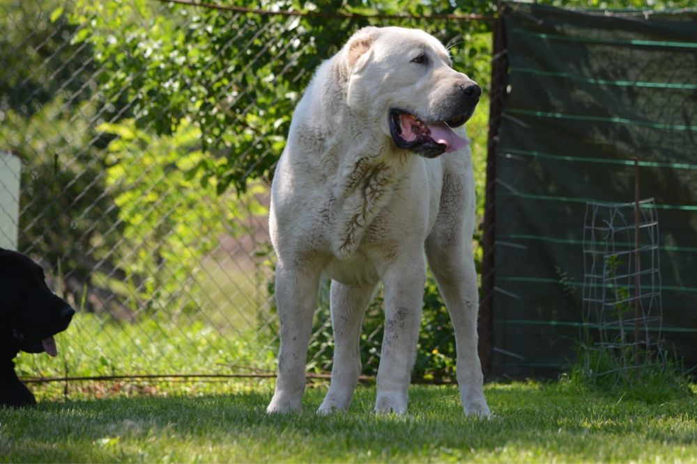 1Mascul de Asia Centrala