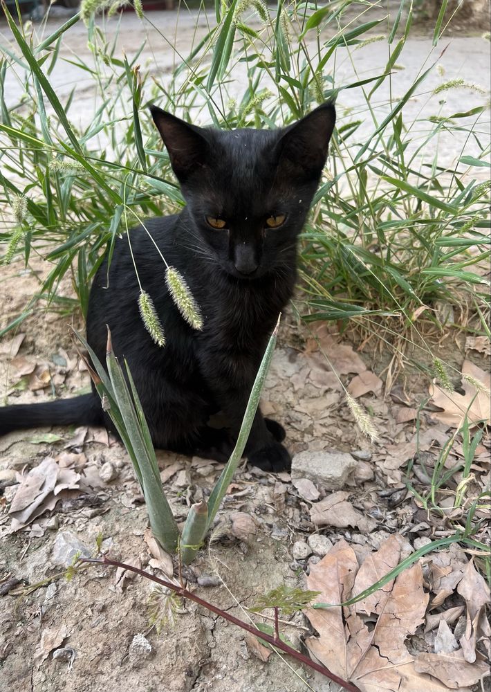 Котик мальчик 5месяцив ищем  хозяина