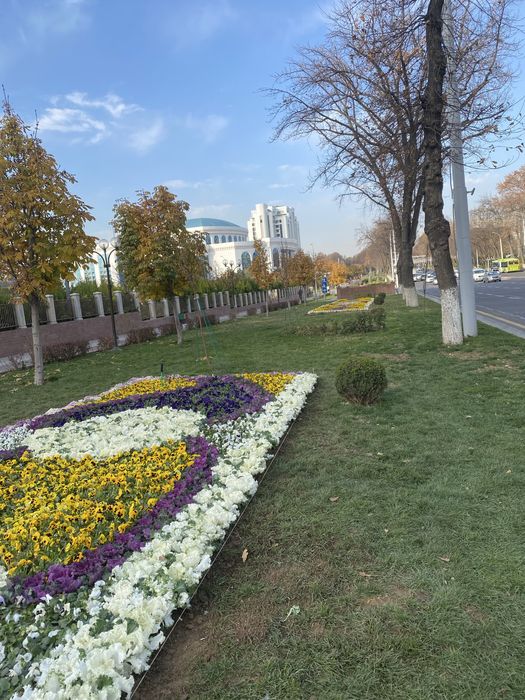 Mavsumiy gullar viola karam