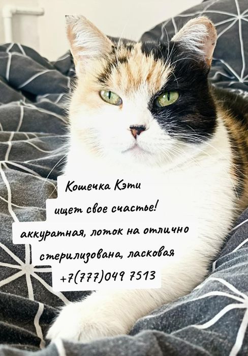 Кошки в добрые руки