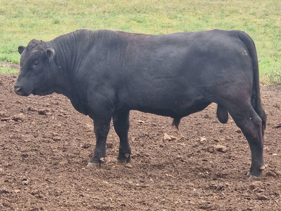 Taur angus  100%