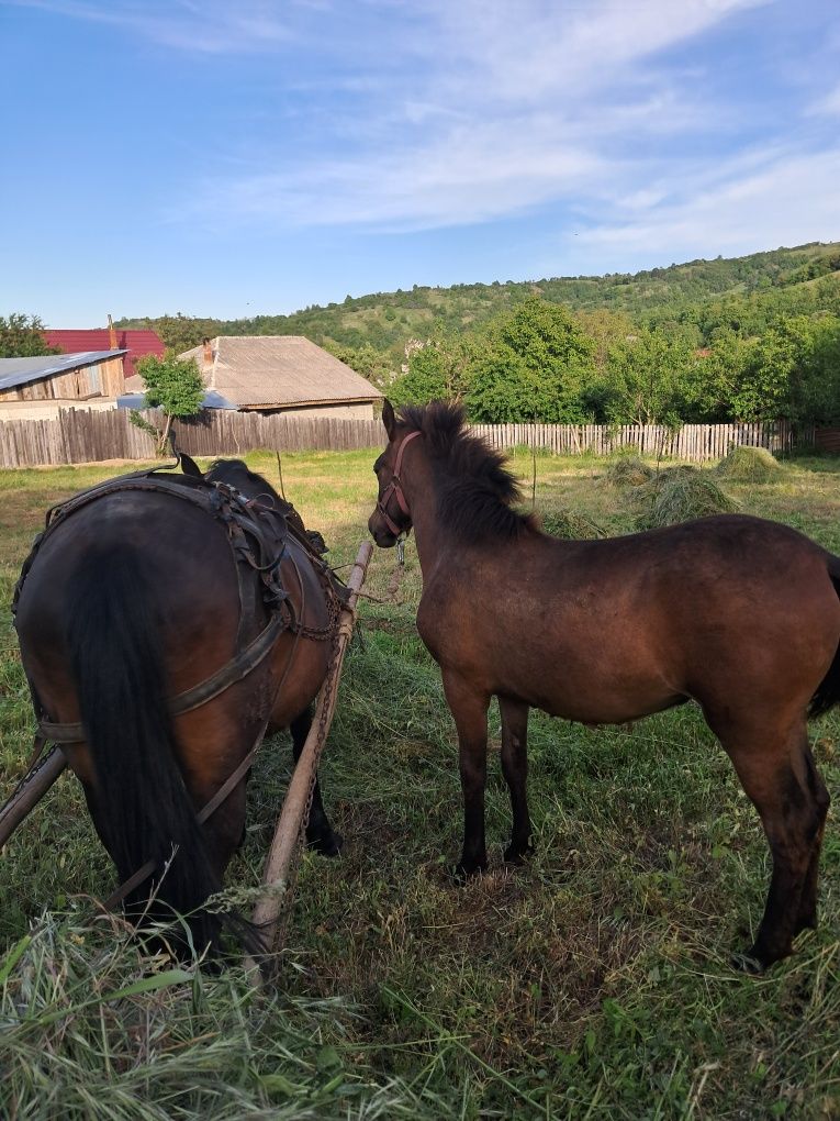 Vand iapa si manza