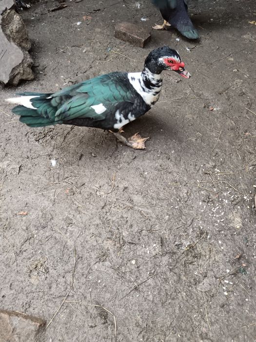 Vând rățoi de rață mută