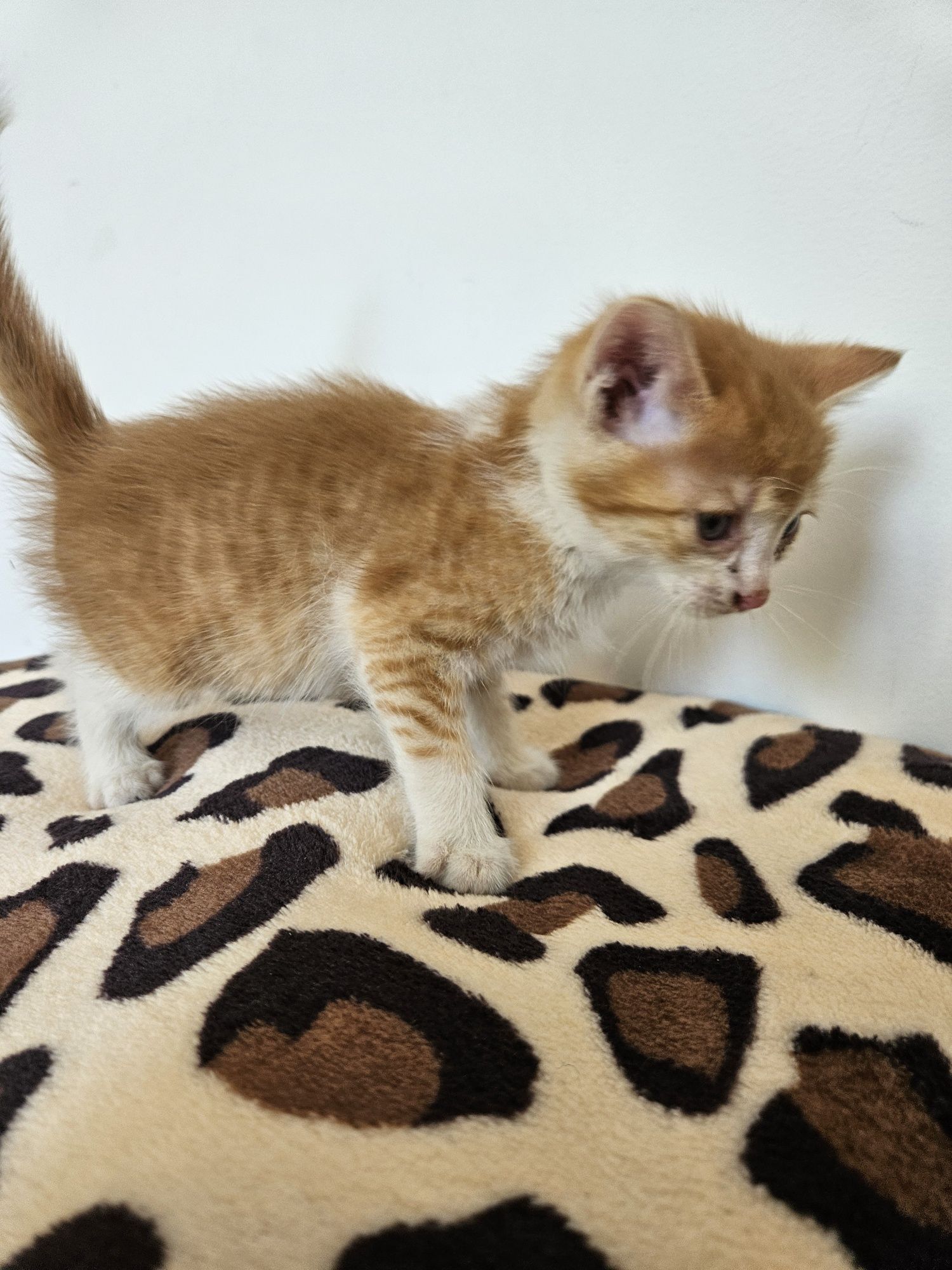 Adopție pisoiași