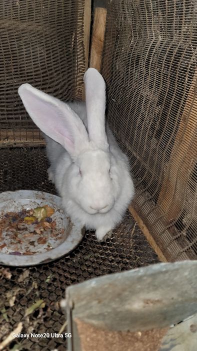 Russkiy velikan sames sotiladi!