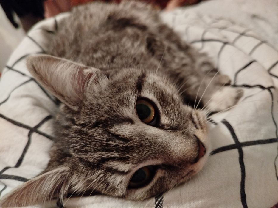 Кошечка ищет добрые руки