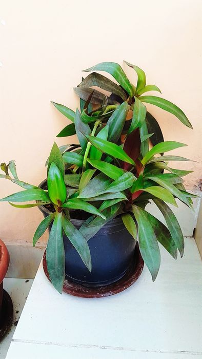 Xonaki gul tuvakdagi