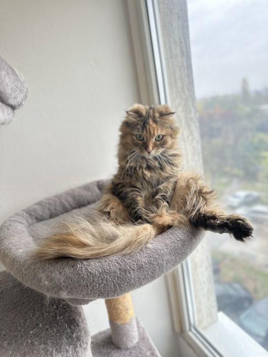 Шотландска правоуха