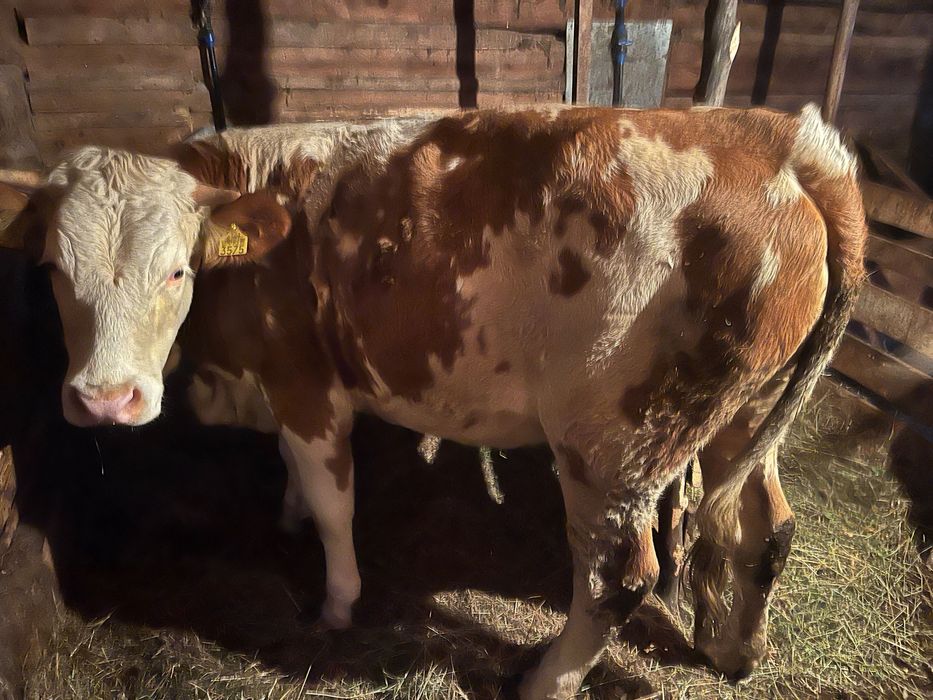 Junincă de vânzare