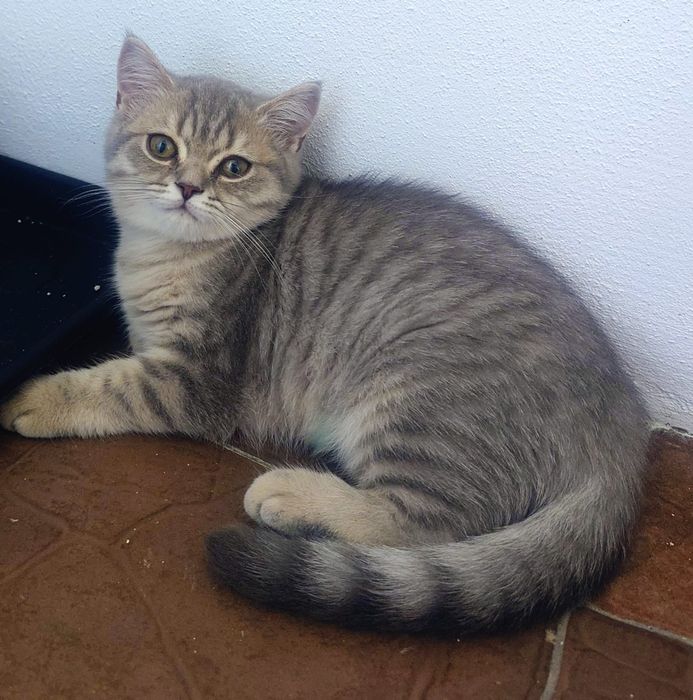British shorthair cu pedigree golden si silver