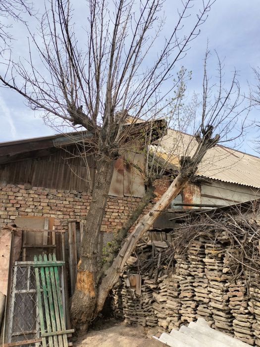 Отдам бесплатно дерево. Самоспил, самовывоз