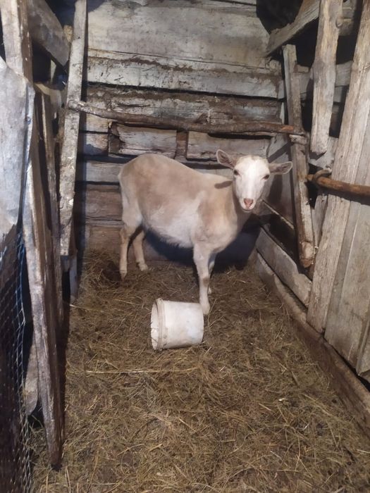 Продам козу зааненской породы