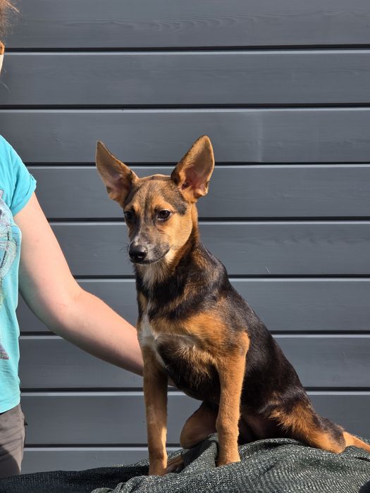 Щенок - девочка Альфа , 8 месяцев