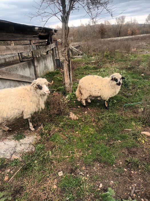 Vind 2 oi și o mieluta bune de tinut breze una este neagra nu sint str