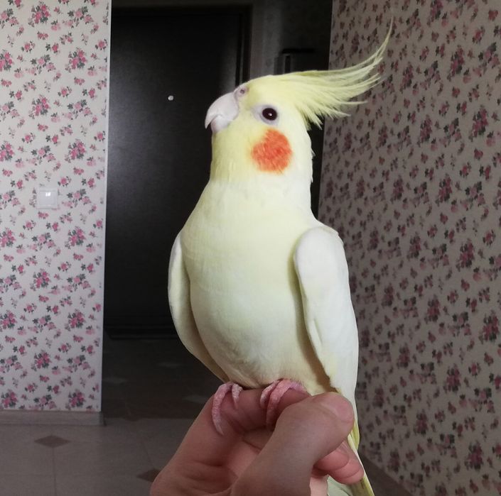 Ручные выкормыши кореллы. Выкармливали проф кашей для попугаев