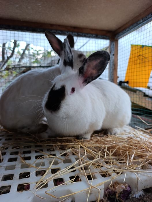 Kalif samka 1 yow urğochi tayyor.