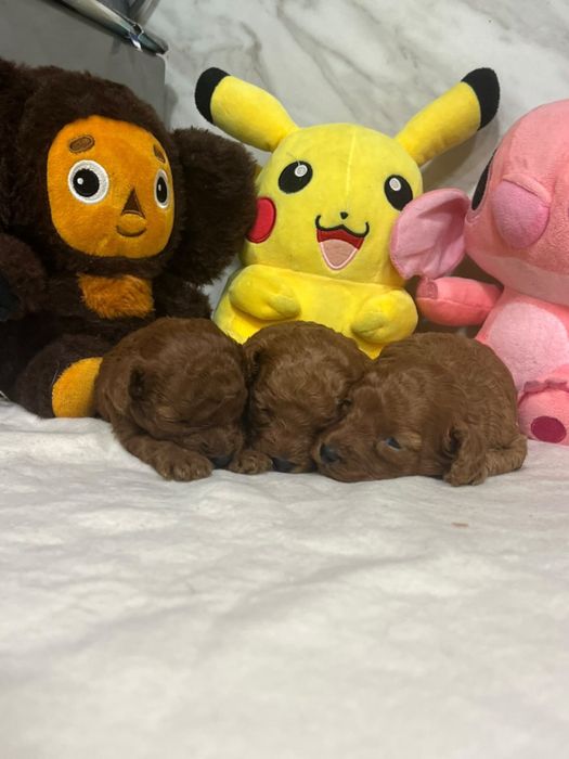 Малки сладури пудел той