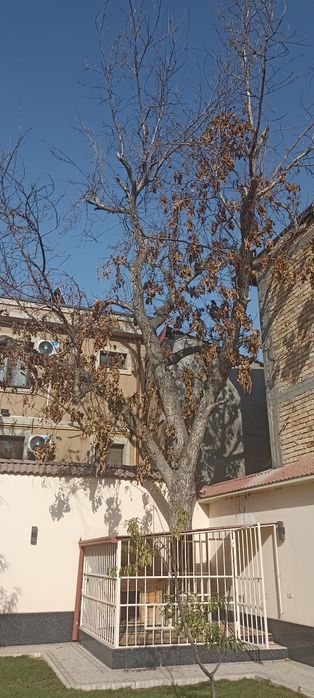 Ёнгоқ дарахти ( Дерево Орех )