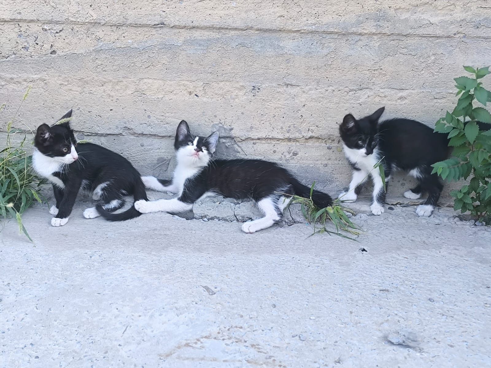 Отдам котят в добрые руки