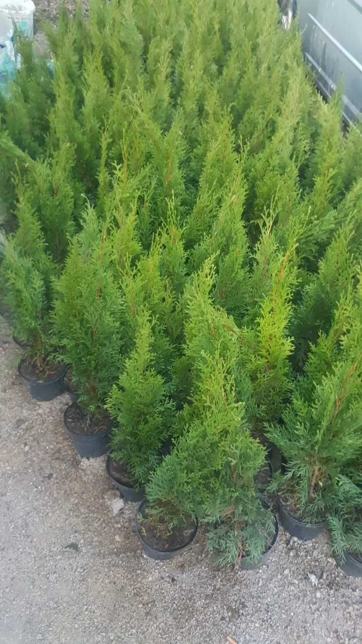 Plante Ornamentale! Iarba Pampas, Tuia Smaragd, Buxus! Curier!