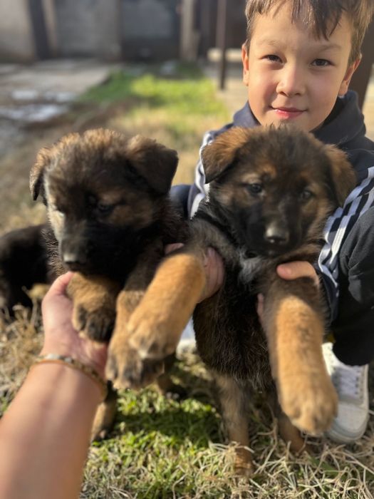 Щенки мальчики и девочки