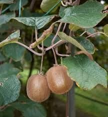 Kiwi autofertil .