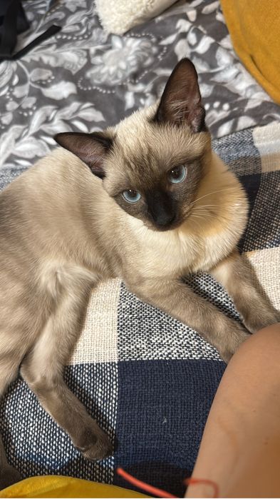 Pisica Siameza De adoptat