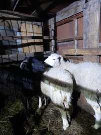 Продам  жирных овец