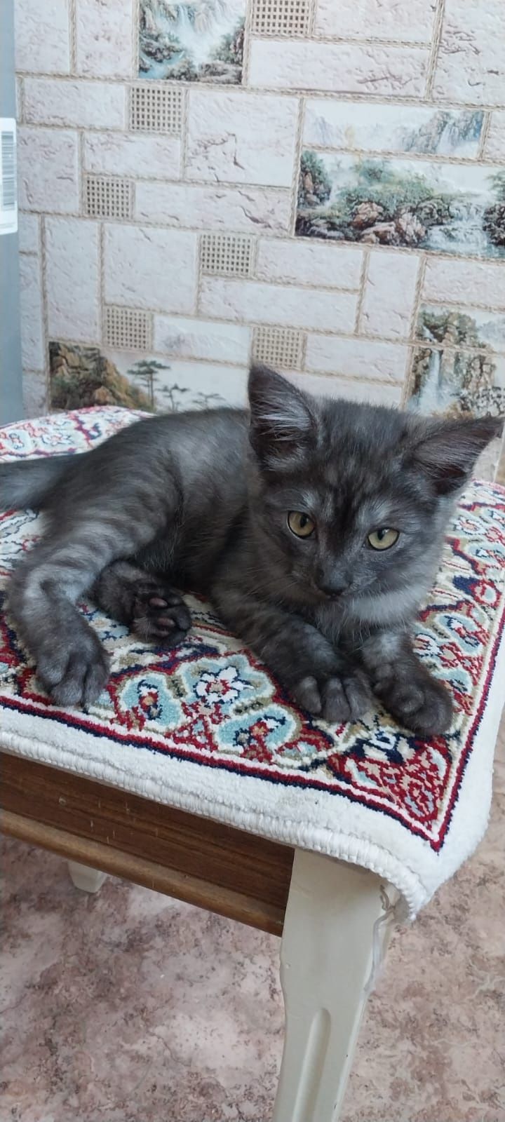 Котенок в добрые руки