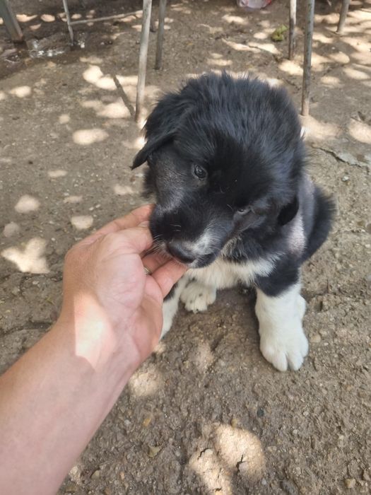 Pui ciobănesc de bucovina