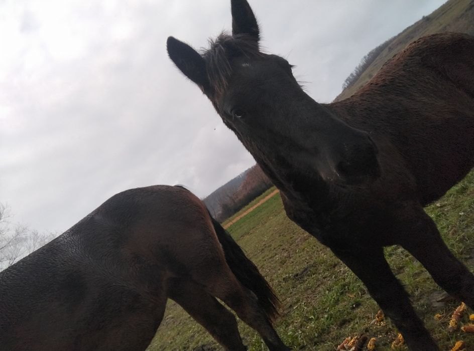 De vânzare manz  de 5 luni