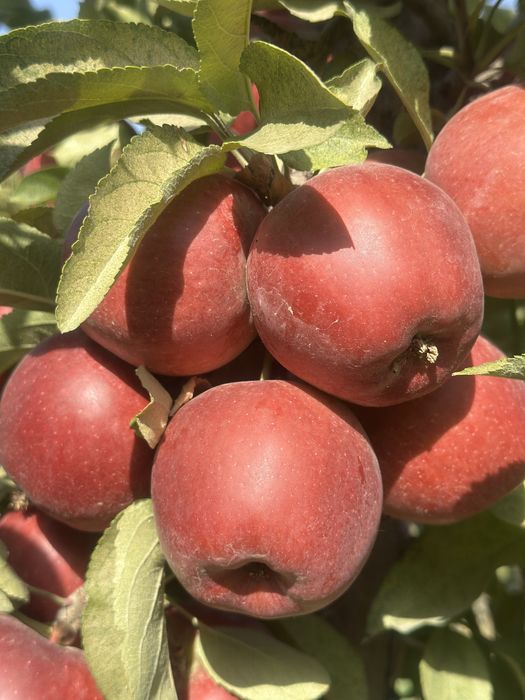 Продам яблоки Американка, Золотой превосходный