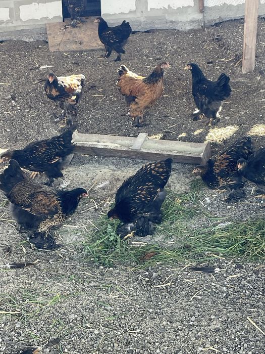 Puicute brahma gold si portelan