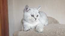 Vand British Shorthair Tabby Silver Baietel