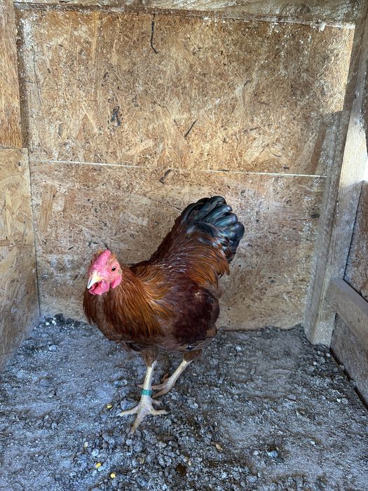 Wyandotte Pitic Maroniu cu benzi