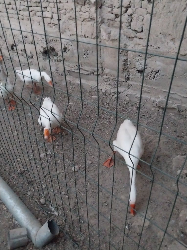 Гуси продаются  очень милые
