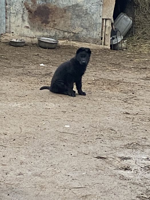 Немецкая овчарка щенок кобель