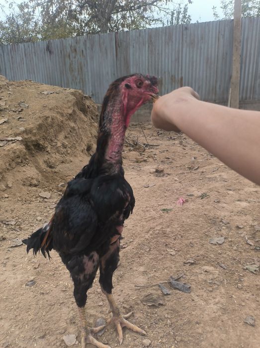 Қораз бар шамо 1жыл