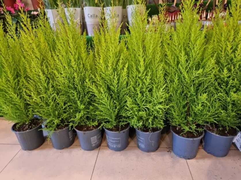 Plante Ornamentale