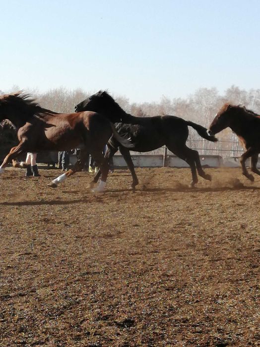 Продам молодняк 2025г.с откорма