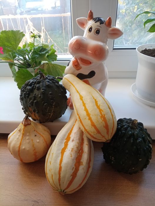 Декоративная тыква