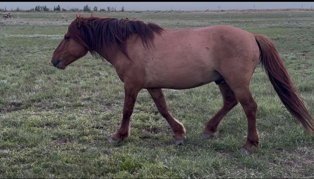 Жеребец Айғыр Мұғалжар