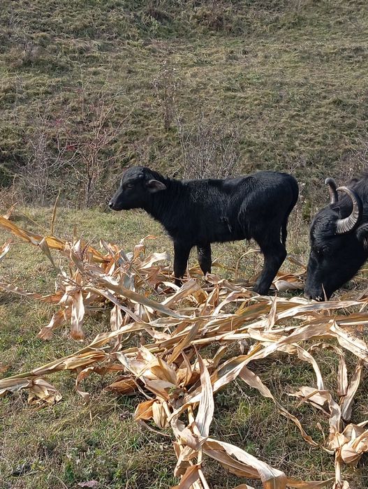 Vand vițel de bivol