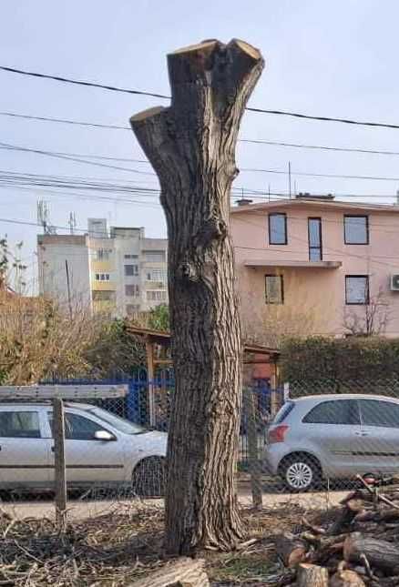 Орехов материал - наскоро отрязано дърво в добро състояние